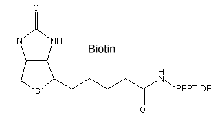 Biotinylated peptides