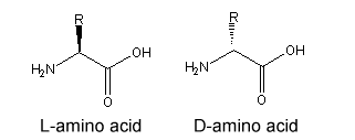 L-amino acids, D-amino acids