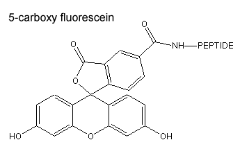 Fluorescent labelled peptides: 5-Carboxy Fluorescein