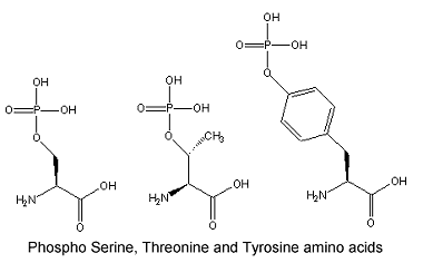 Phosphorylated Serine, Threonine and Tyrosine amino acids