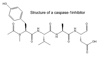 Peptide aldehydes: Structure of a caspase inhibitor